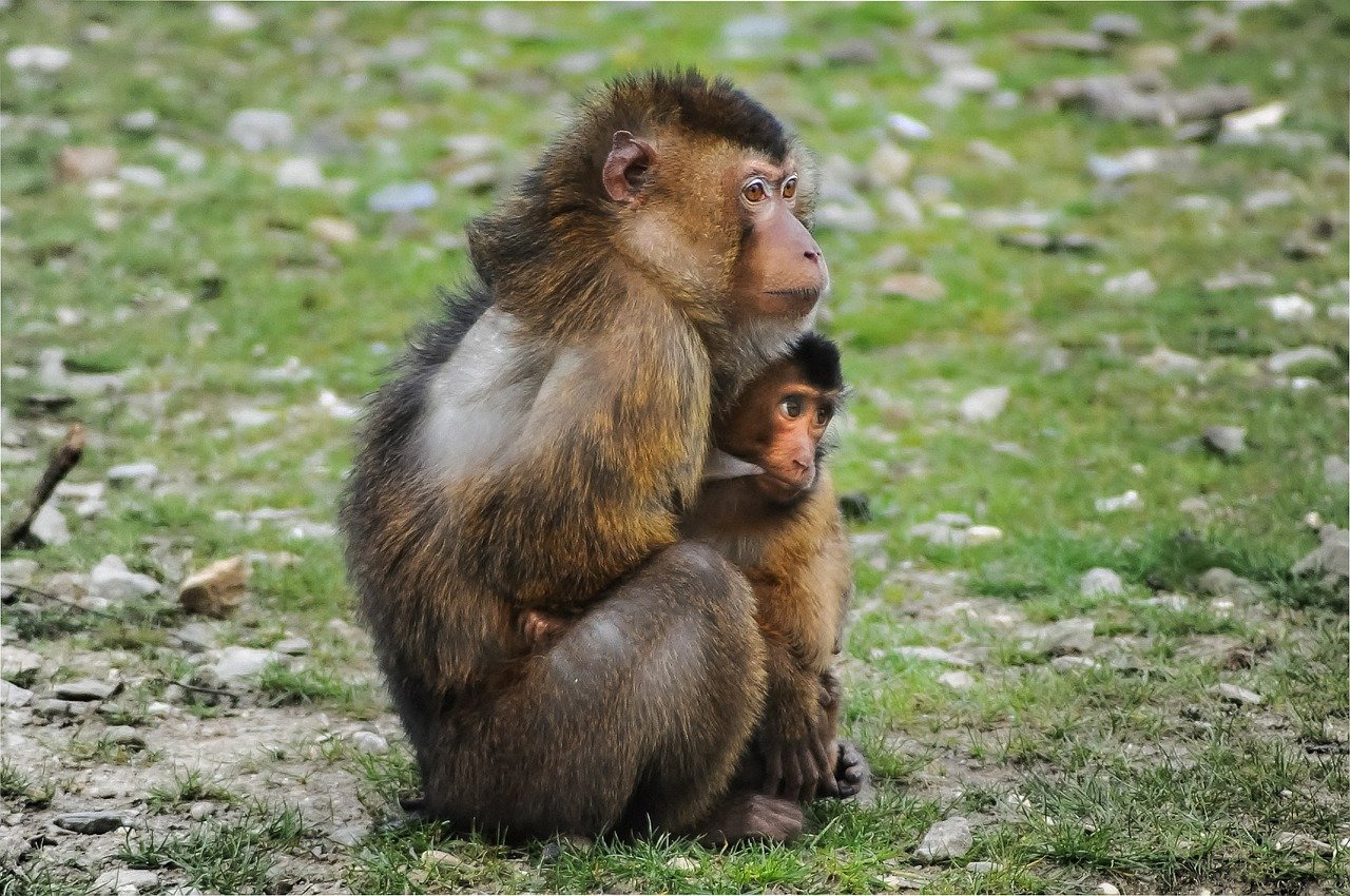 Barbary Apes - mother and child
