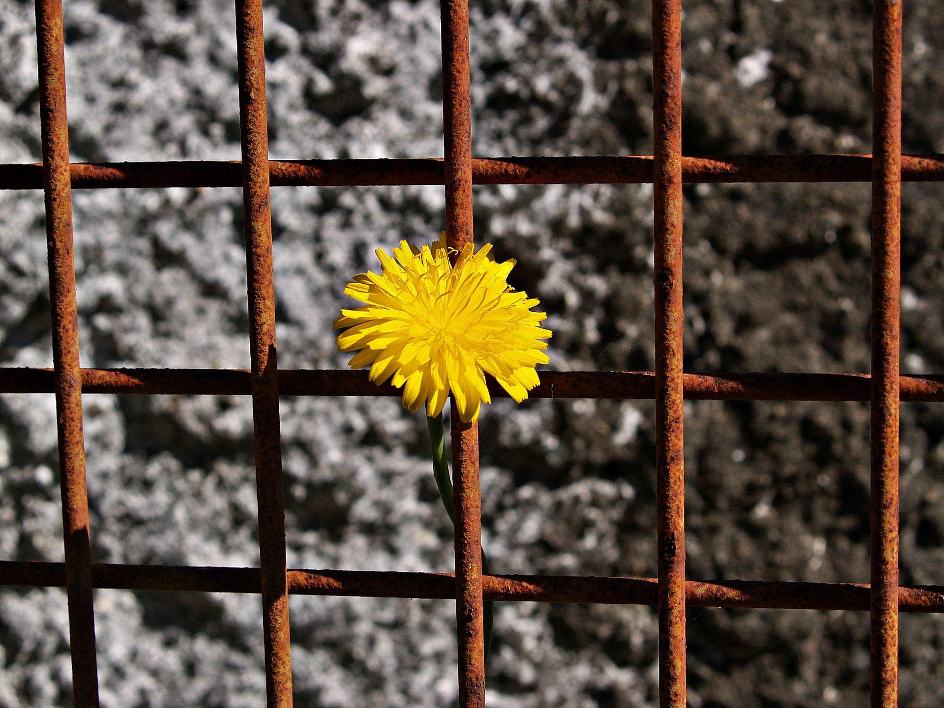daisy on rust fence