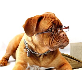 Photo of dog with reading glasses